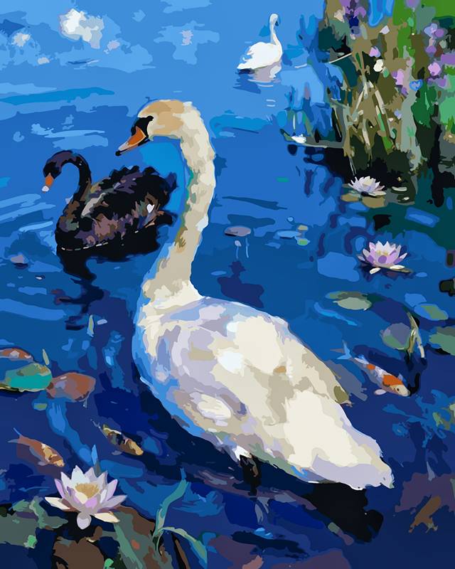 Swans Playing in the Water 1