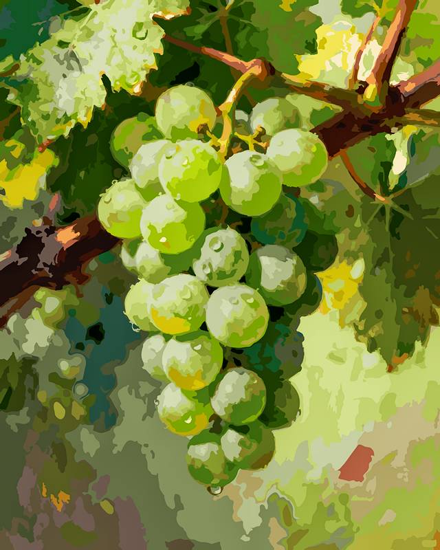 The grapes are ripe 5